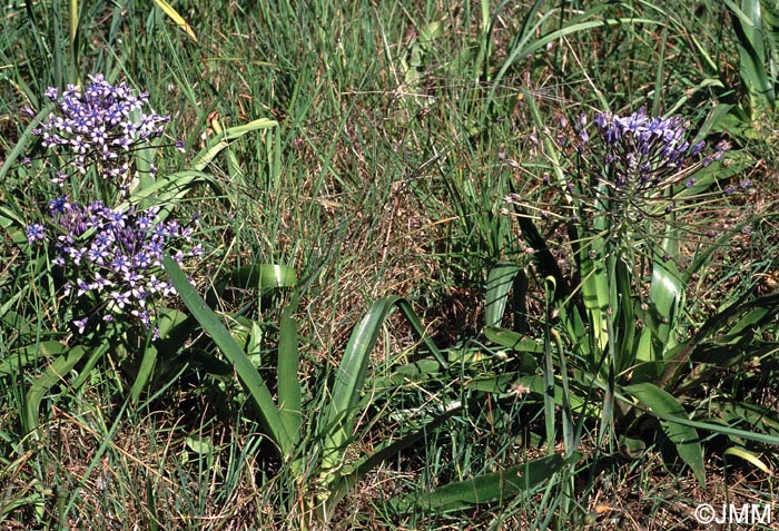 Oncostema Peruviana Scilla Peruviana